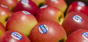 Kanzi es la marca propiedad de la organización belga GKE que identifica las manzanas de categoría I de la variedad Nicoter, cruce de las variedades Royal Gala y Braeburn.