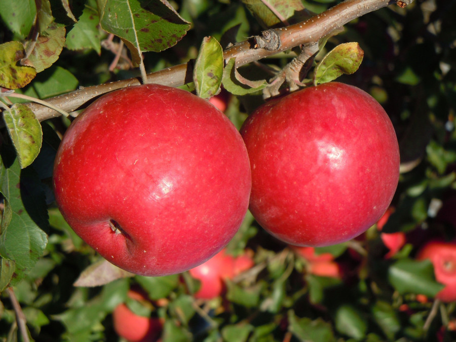 Afrucat representa el 57% de la producción española de pera, el 65% de manzana y el 35% de fruta de hueso.