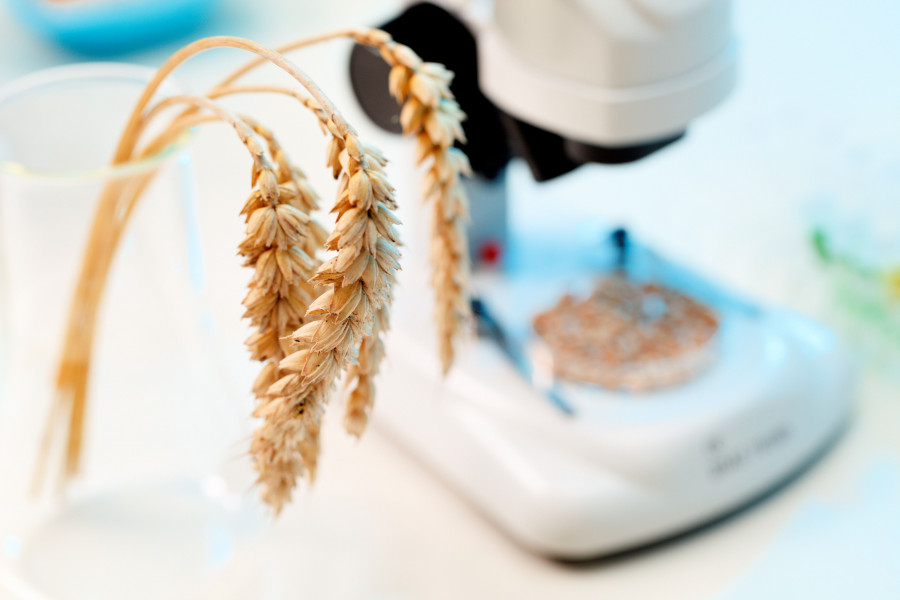 Mulet ha defendido la alimentación transgénica, como una alimentación que contiene alimentos que han sido modificados genéticamente y que se está imponiendo en todo el mundo con la excepción qui