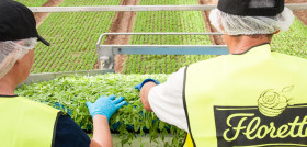 De los 9 millones de euros en inversión, 7 millones serán destinados a mejoras de los procesos y mejora de la calidad de los productos y en incremento de la capacidad.