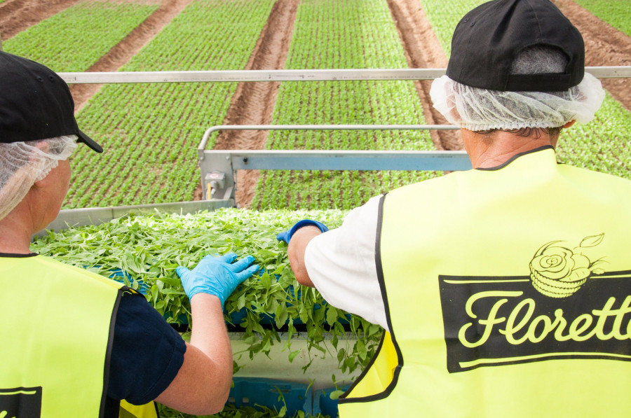 De los 9 millones de euros en inversión, 7 millones serán destinados a mejoras de los procesos y mejora de la calidad de los productos y en incremento de la capacidad.
