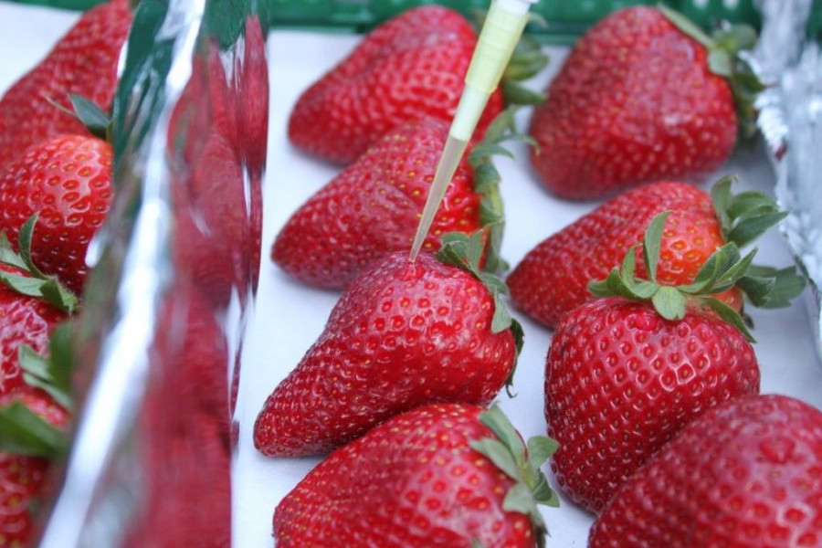 El sistema OXYION de higienización y protección de frutas y hortalizas frescas no genera residuos químicos.