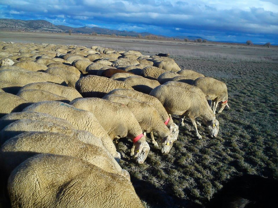 La promoción de la carne de cordero y lechal española entra en un año clave.