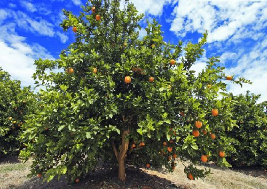 Garciacarrion naranjos 3246