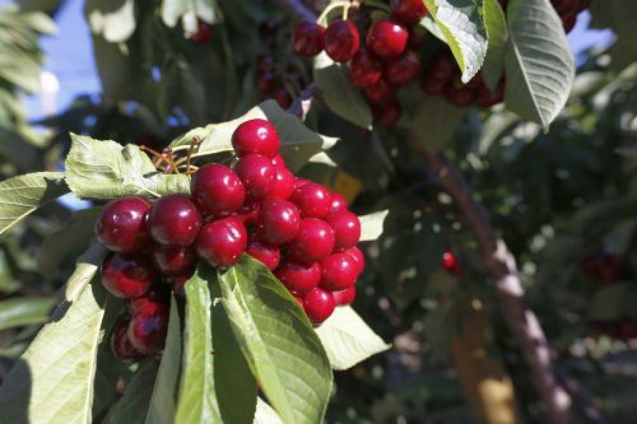 Mercadona cerezas 3163