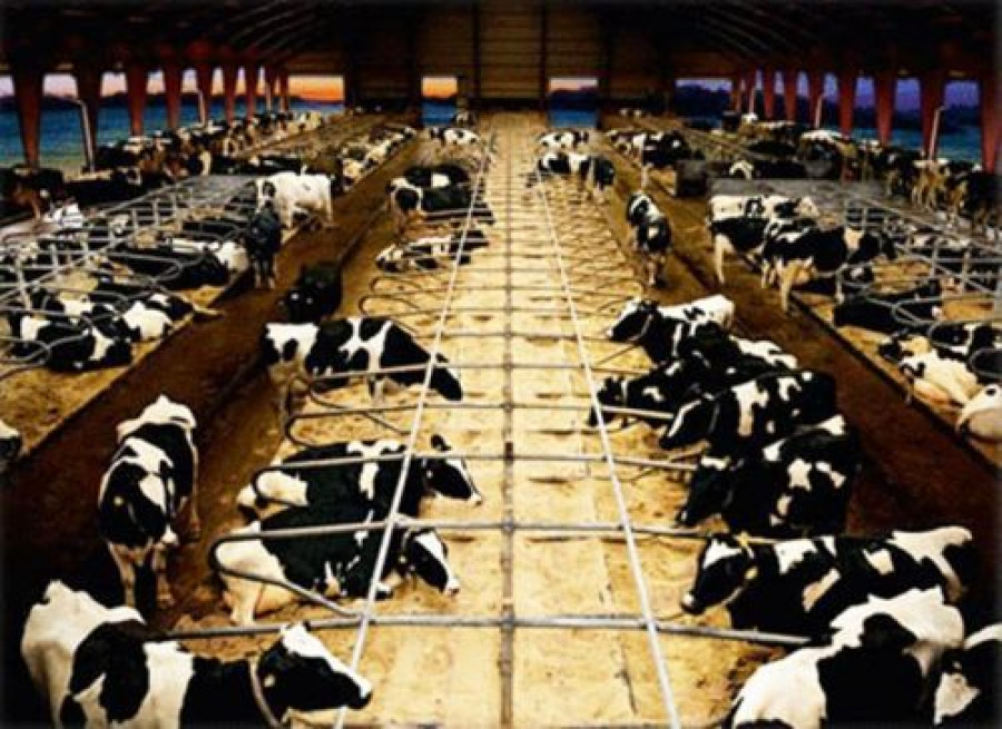 Vacas arla 2951