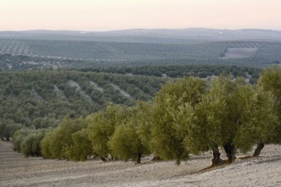 Oleoestepaolivar 12330