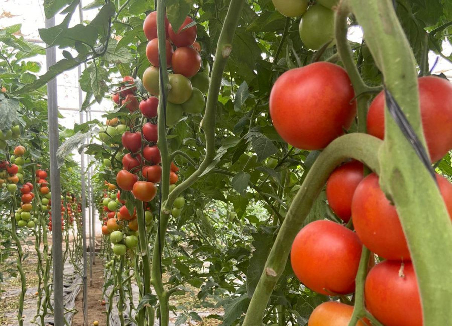 Tomates en la rama