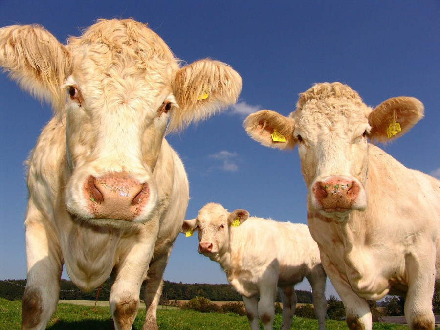 Cows g8e9ba5d8d 1280