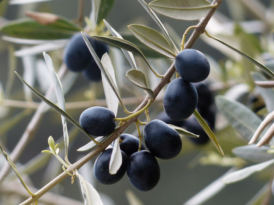 Branch plant fruit flower food produce 960435 pxhere