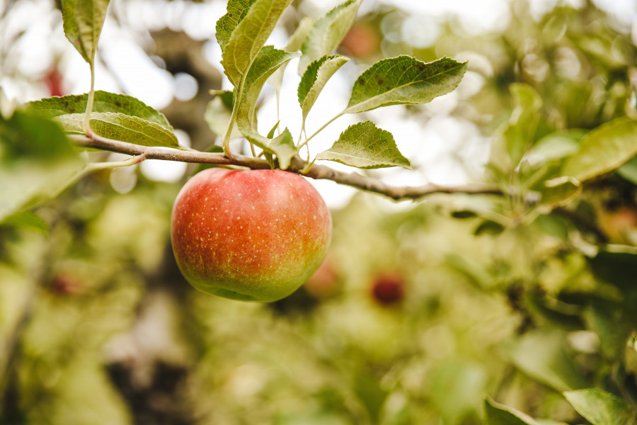 NP Las manzanas que importa España generan unas emisiones de 10 millones de toneladas anuales de CO2 3