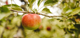 NP Las manzanas que importa España generan unas emisiones de 10 millones de toneladas anuales de CO2 3