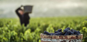 Vino rioja