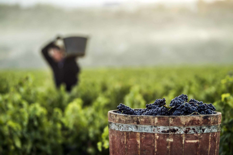 Vino rioja