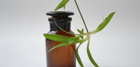 Plant flower vase green biology bottle 1032875 pxhere