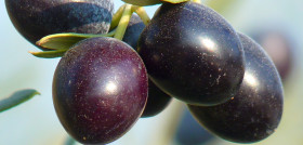 Nature branch plant fruit flower food 1261093 pxhere