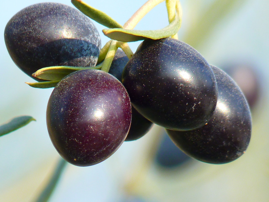 Nature branch plant fruit flower food 1261093 pxhere
