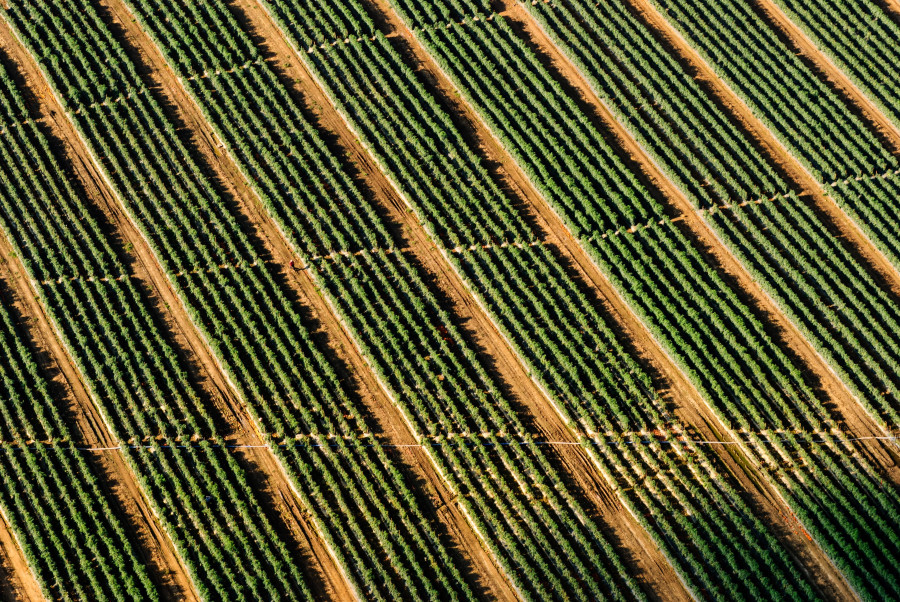 Grass plant wood vineyard field lawn 101508 pxhere