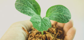Spring leaf growth tree green seedling 1441115 pxhere