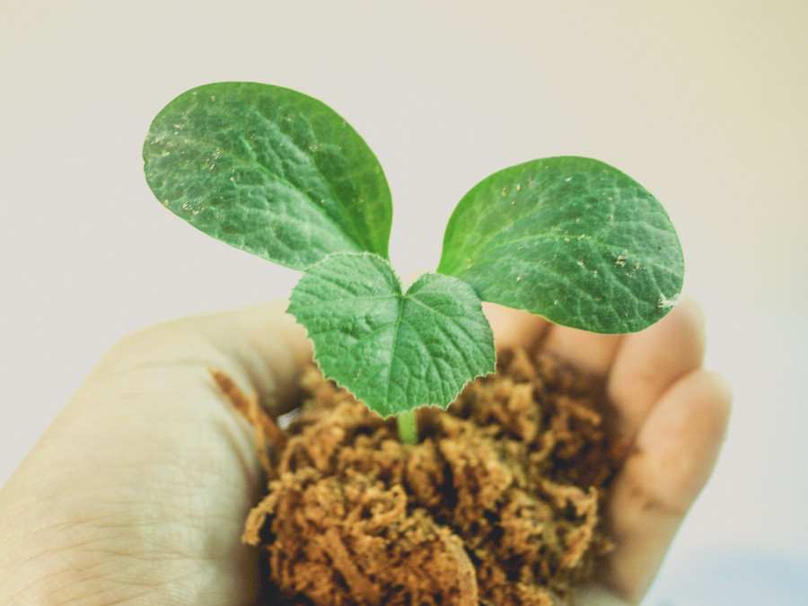 Spring leaf growth tree green seedling 1441115 pxhere