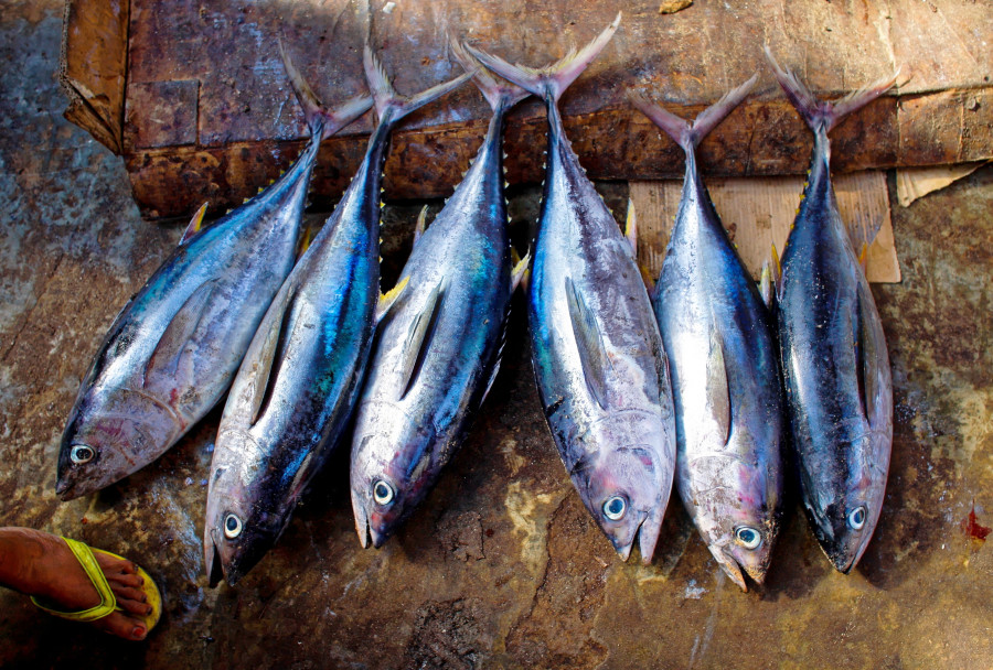 Food seafood fresh market fish sardine 857662 pxhere