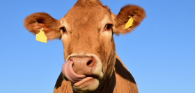 Nature sky animal cow pasture livestock 798449 pxhere