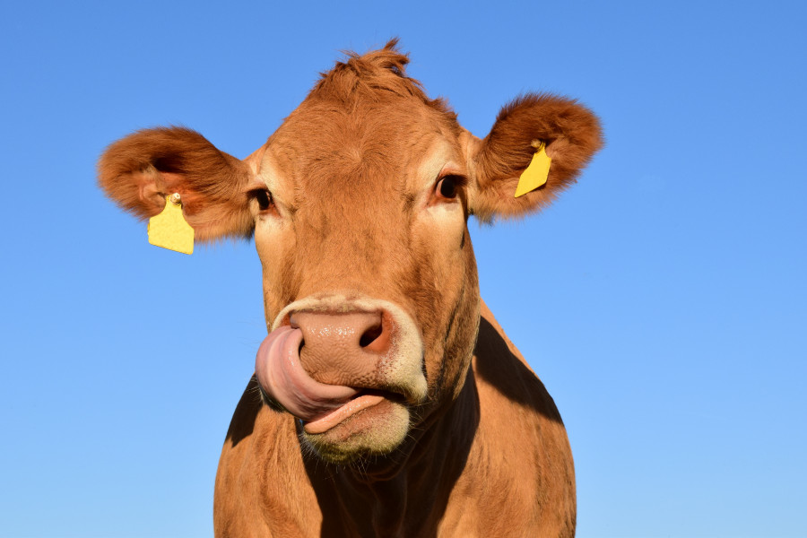 Nature sky animal cow pasture livestock 798449 pxhere