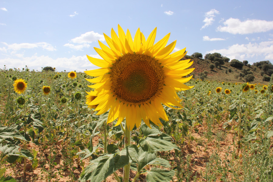 Sunflower idea bright thought horizon nature 1622911 pxhere