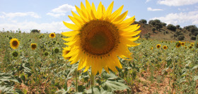 Sunflower idea bright thought horizon nature 1622911 pxhere