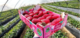 Fresas