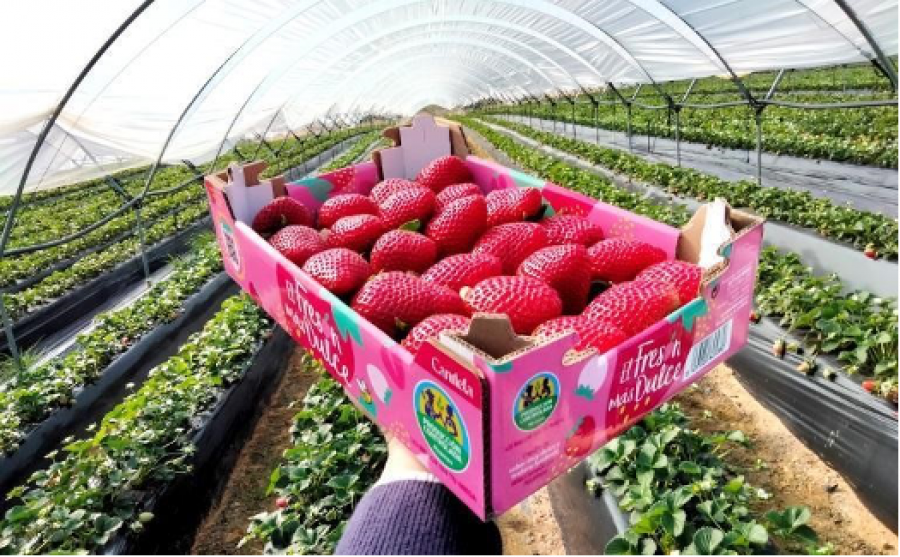 Fresas