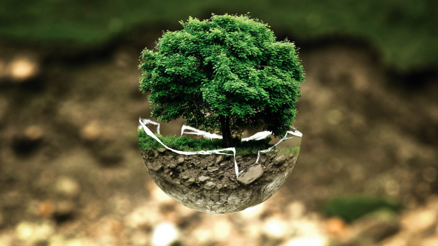 Tree nature forest grass branch plant 1081335 pxhere