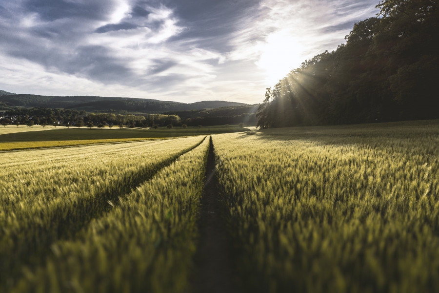 Landscape tree nature grass horizon cloud 1067111 pxhere