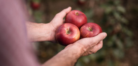 Cosmic Crisp harvest