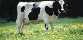 Grass field farm meadow animal rural 1330781 pxhere