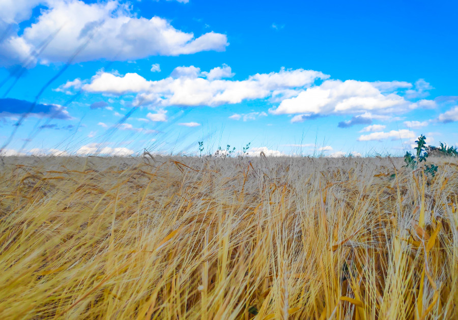Ukraine sky field natural landscape barley grassland 1599809 pxhere