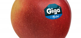 Giga label (1)