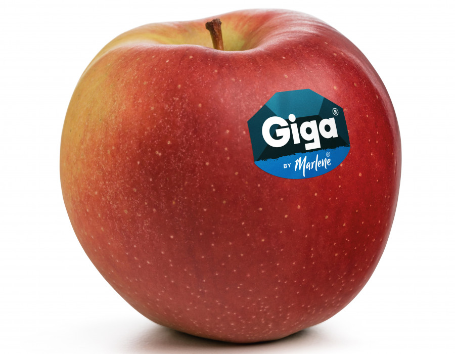 Giga label (1)