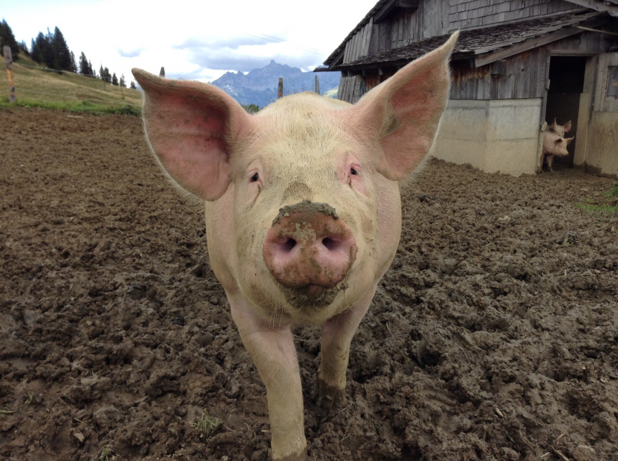 Nature farm mammal agriculture pink fauna 797319 pxhere