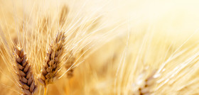 Wheat food grain grass family cereal grain rye 1425791 pxhere