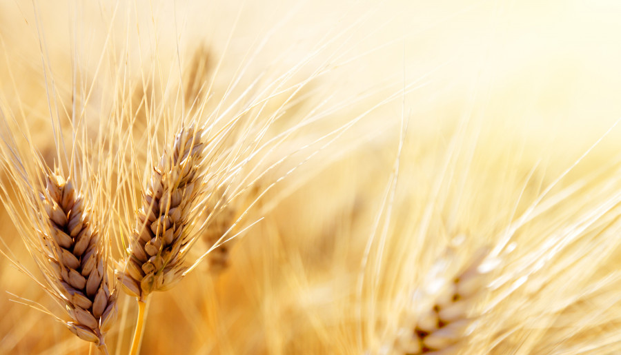 Wheat food grain grass family cereal grain rye 1425791 pxhere
