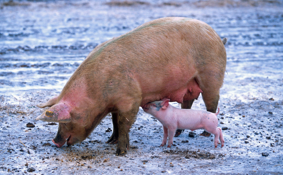 Snow winter farm cute wildlife rural 1350836 pxhere