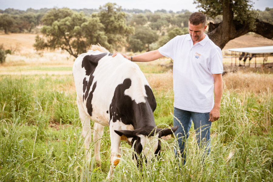 Nueva leche A2 Protein procedente de vacas seleccionadas
