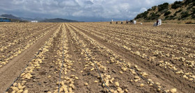 Campaña Andalucía Patatas Meléndez