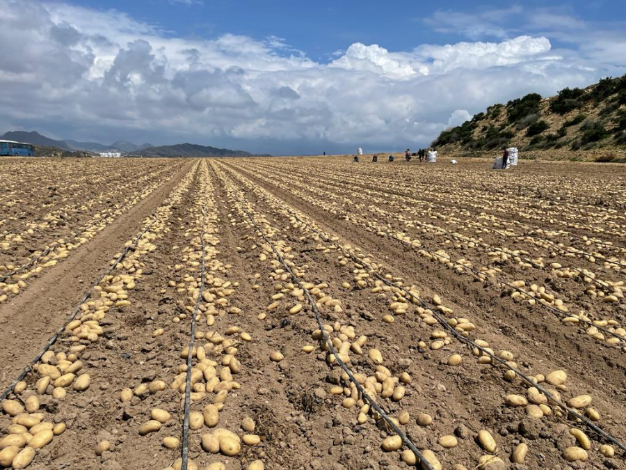 Campaña Andalucía Patatas Meléndez