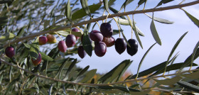Tree nature branch plant fruit flower 981946 pxhere