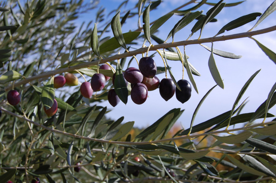 Tree nature branch plant fruit flower 981946 pxhere