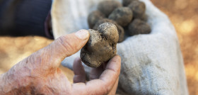 LAUMONT   contamos con una red propia de recolectores de trufa que nos asegura tener siempre disponibilidad de producto