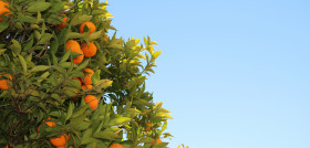 Tree branch plant fruit flower orange 357 pxhere