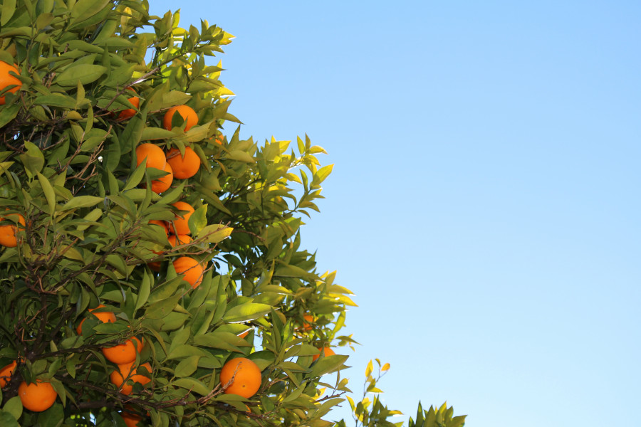 Tree branch plant fruit flower orange 357 pxhere